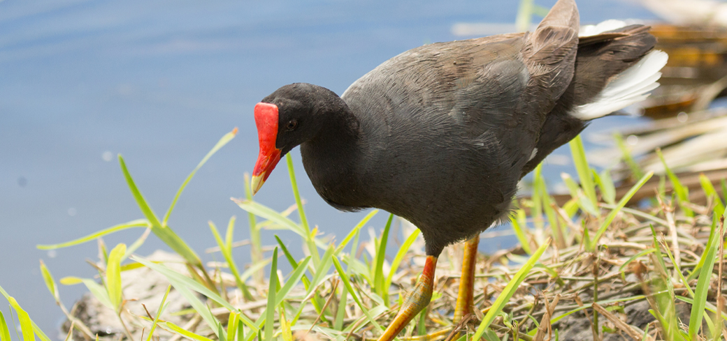 Product Birds and Wildlife of Oahu